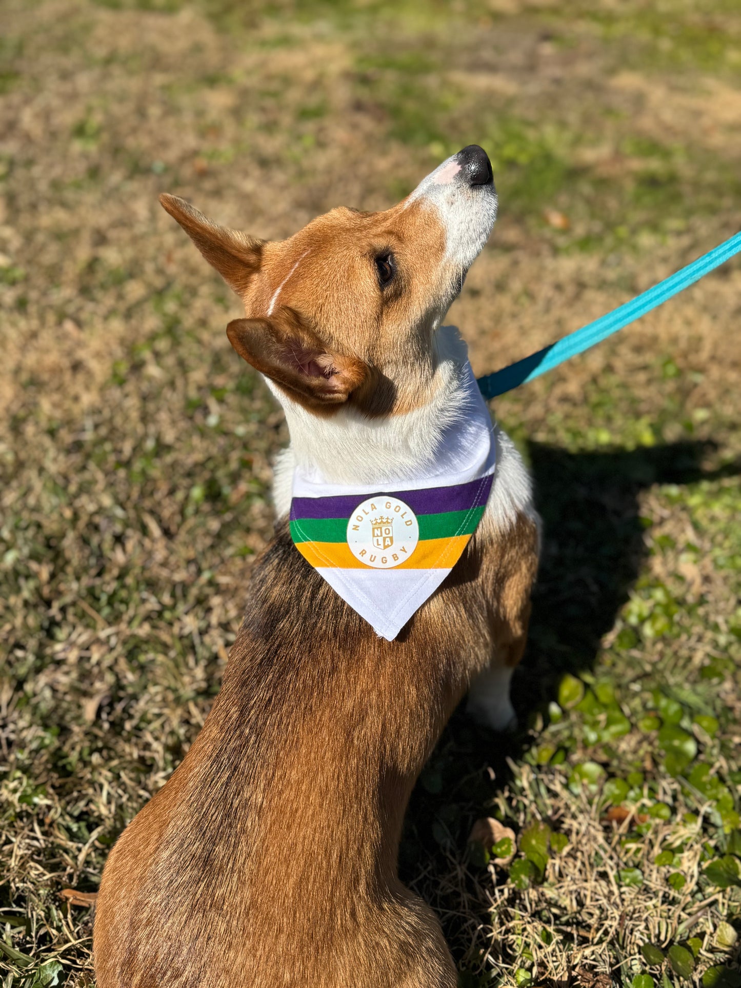 Mardi Gras Dog Bandana