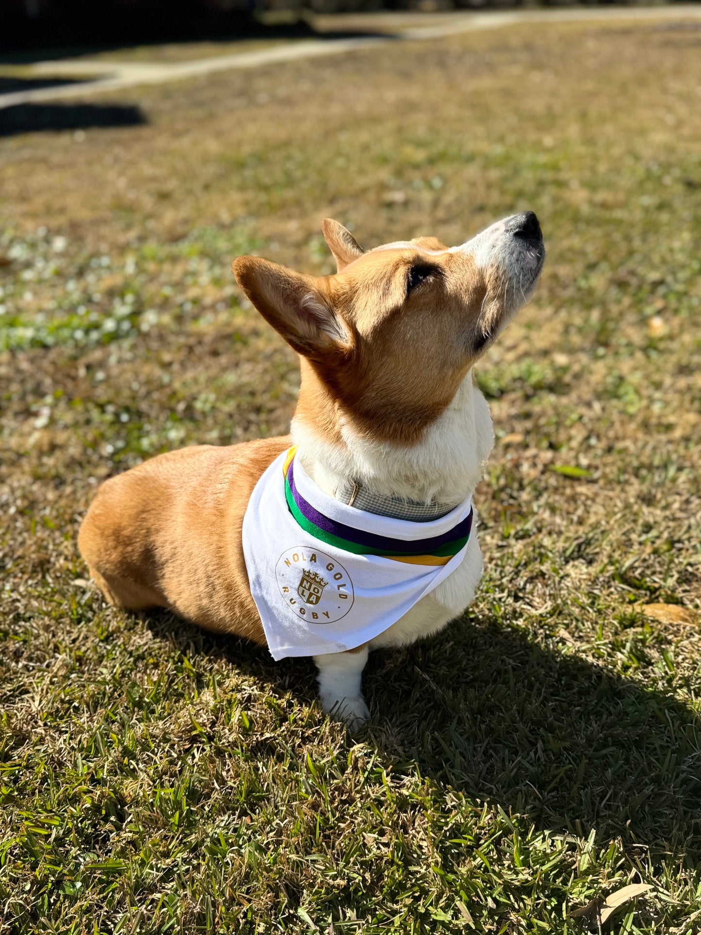 Mardi Gras Dog Bandana